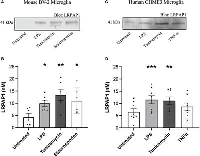 LRPAP1 is released from activated microglia and inhibits microglial phagocytosis and amyloid beta aggregation